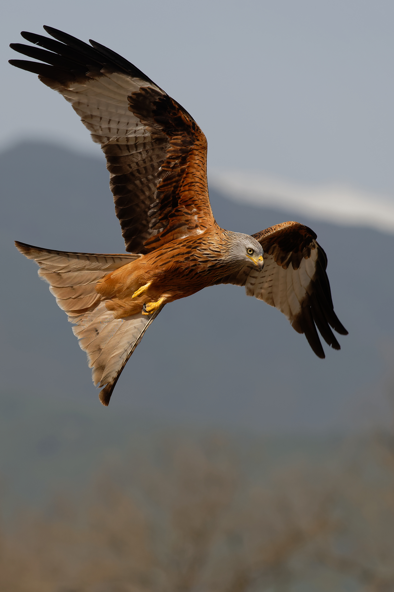 A la rencontre des rapaces du Ségala